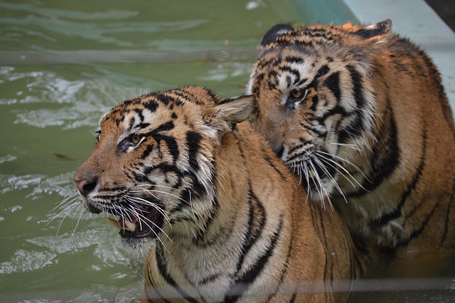 tigři ve vodě